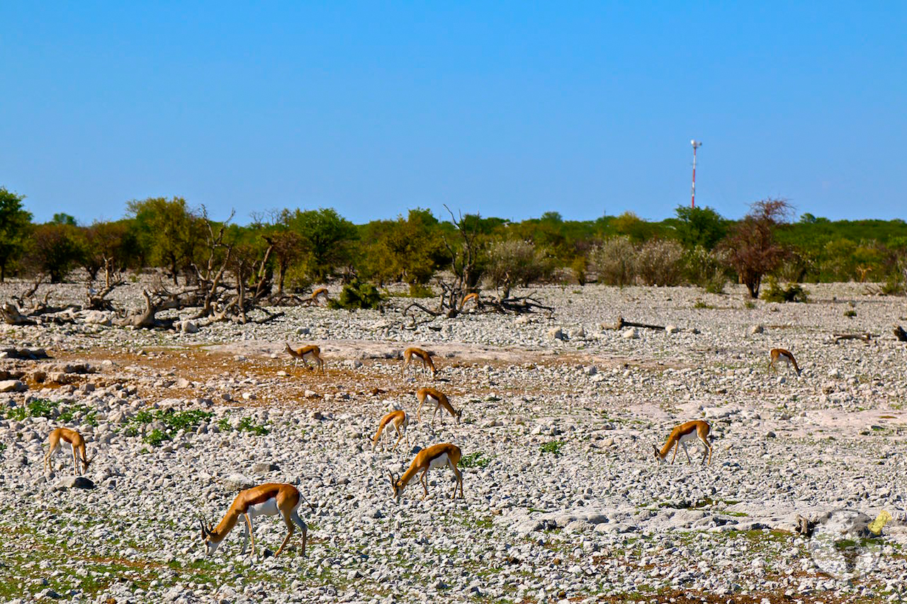O que fazer na Namíbia : Etosha