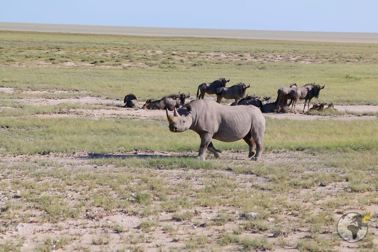 O que fazer na Namíbia : Etosha