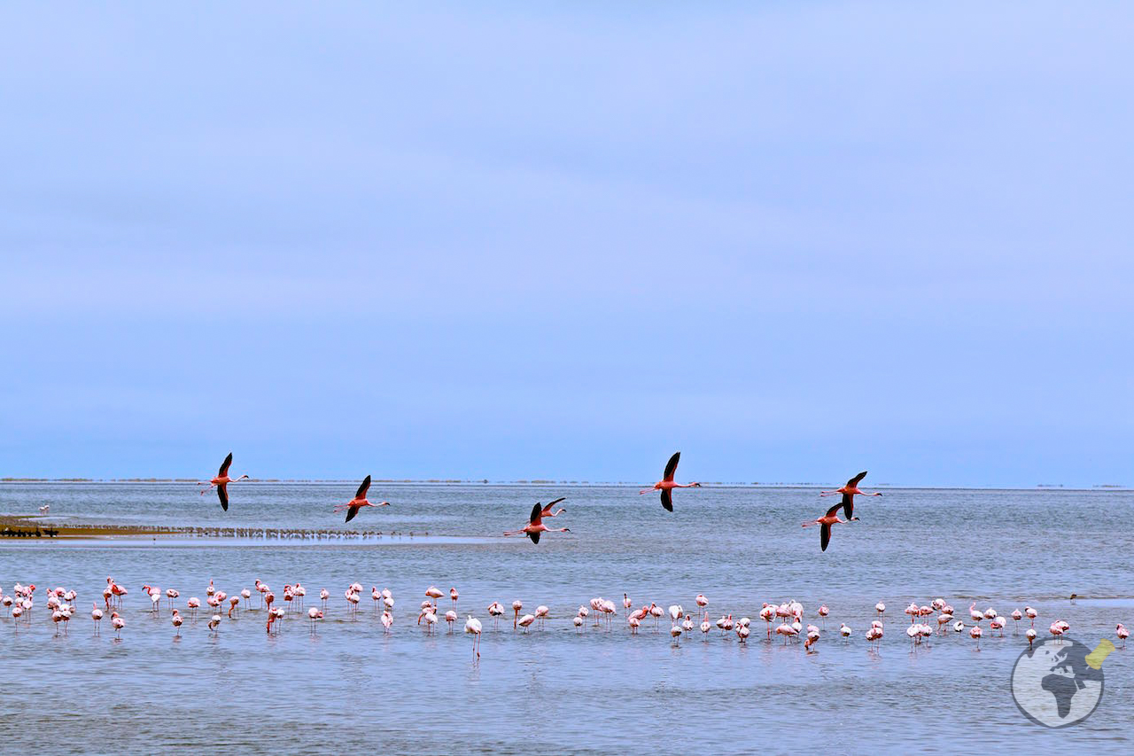 O que fazer na Namíbia : Walvis Bay
